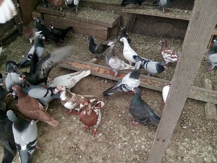  - Noutati 2018 In voliera Matca si puii