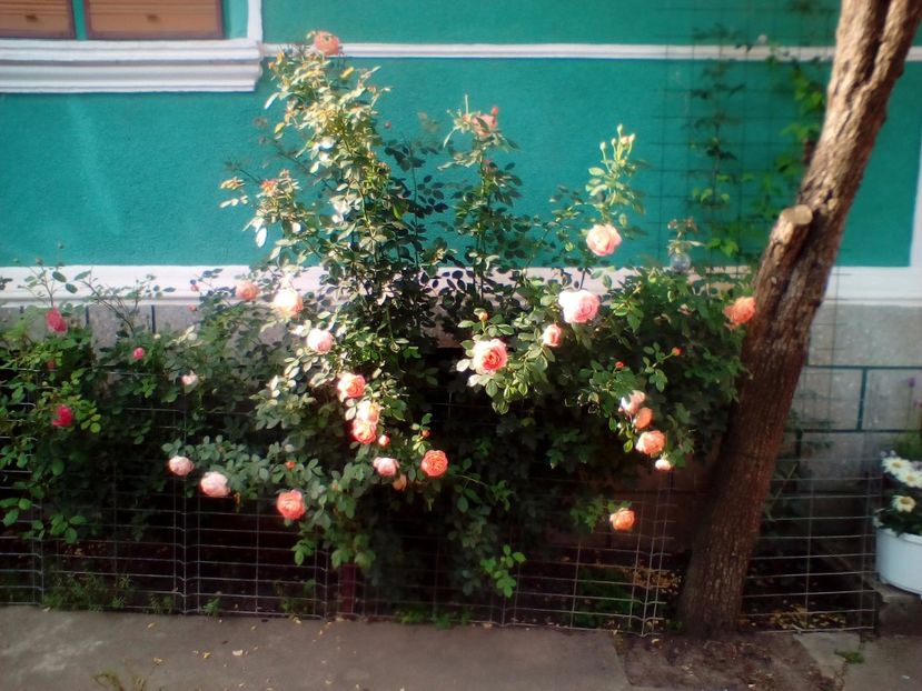 07 07 2018 - Lady of Shalott