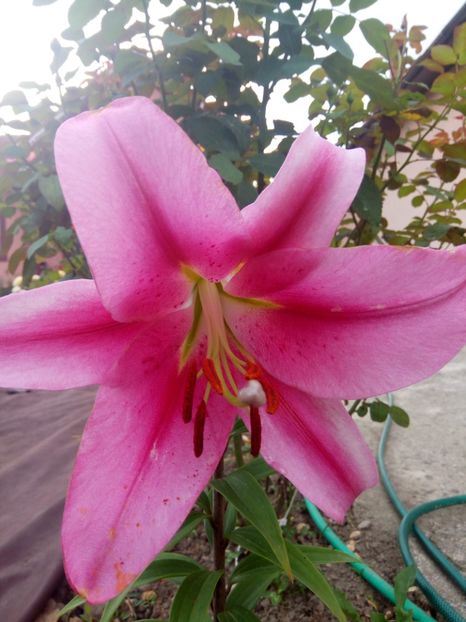 Provecho - A CRINI 2018