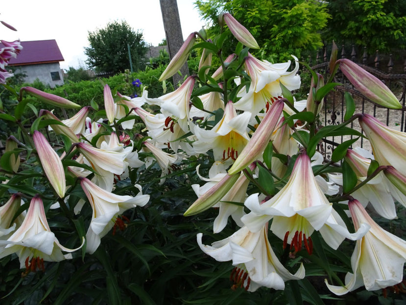 High Tea - CRINI 2018