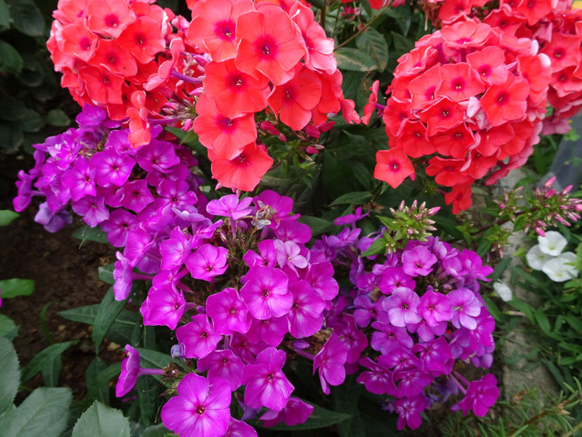  - PHLOX PANICULATA