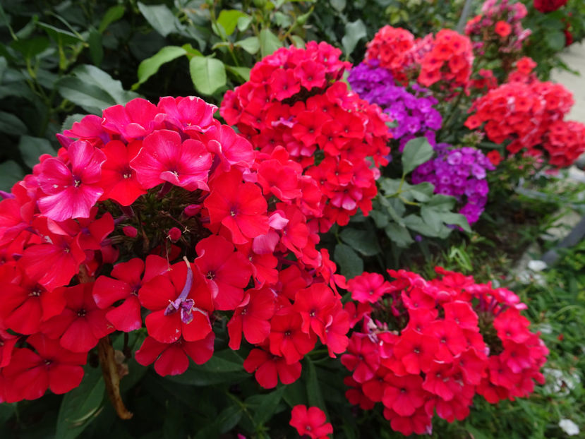  - PHLOX PANICULATA