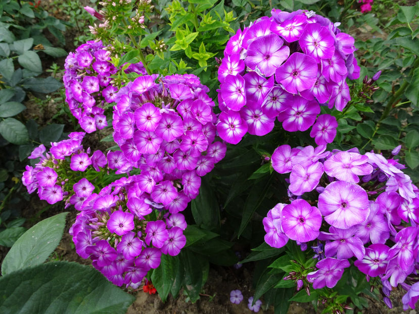  - PHLOX PANICULATA