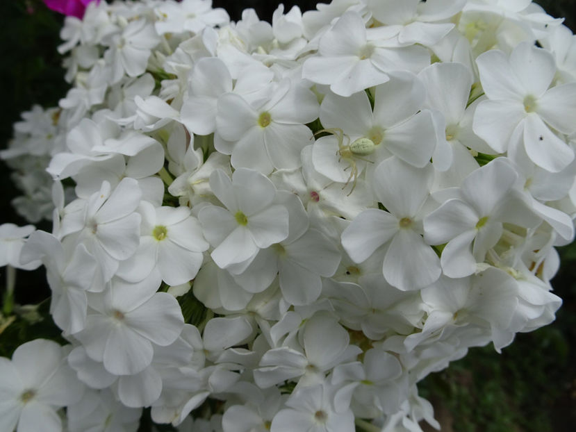  - PHLOX PANICULATA