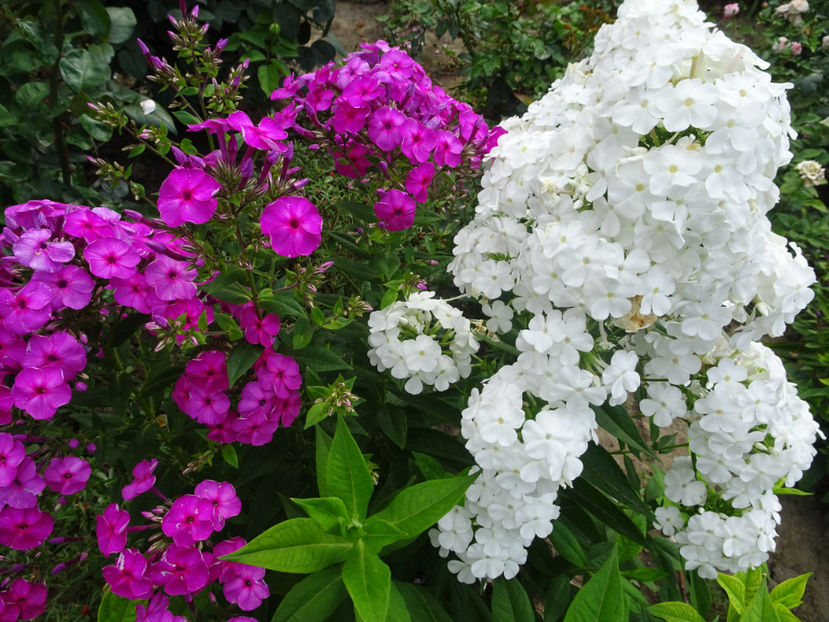  - PHLOX PANICULATA