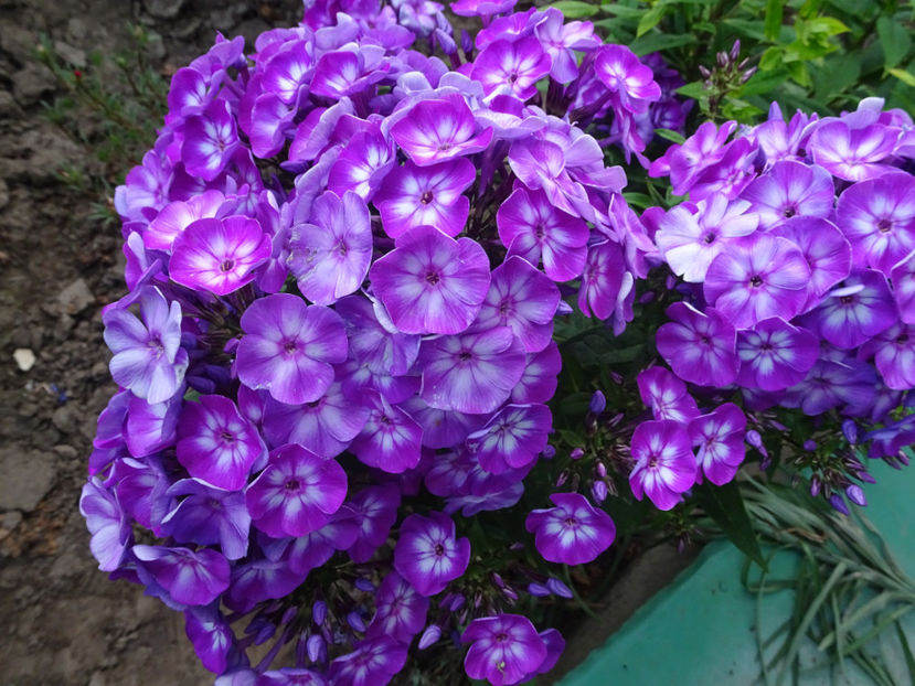  - PHLOX PANICULATA