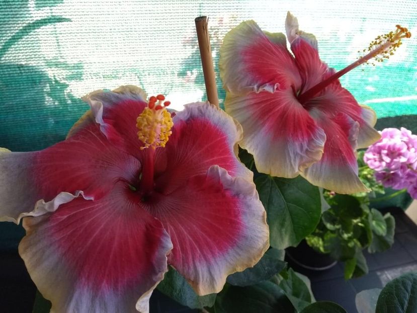  - Indian Divine Grace