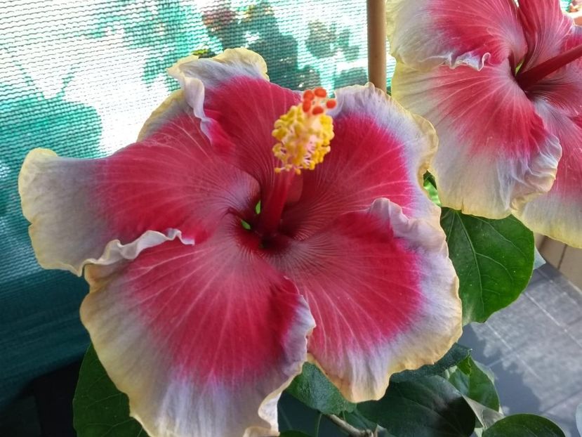  - Indian Divine Grace