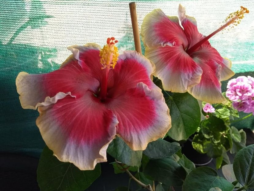  - Indian Divine Grace