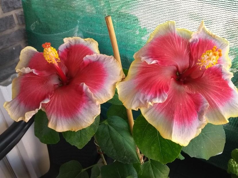  - Indian Divine Grace