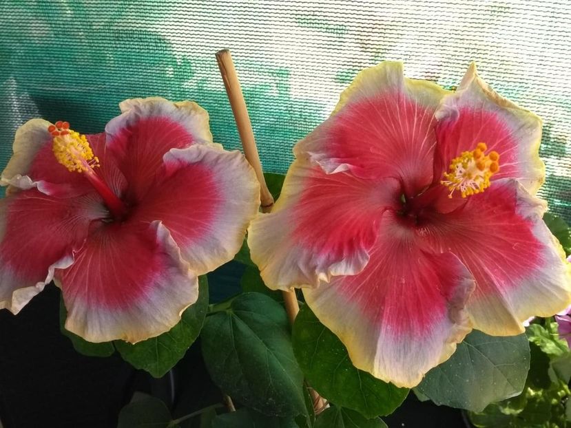  - Indian Divine Grace