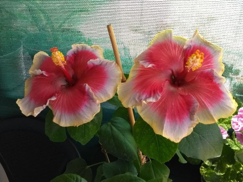  - Indian Divine Grace