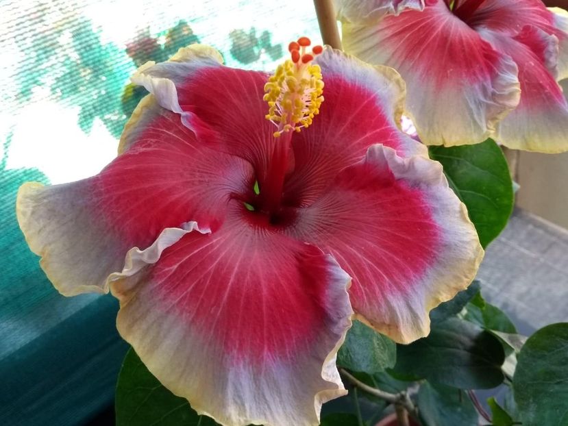  - Indian Divine Grace