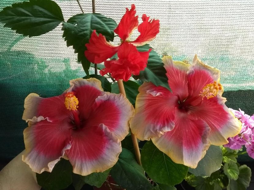  - 04Hibiscus