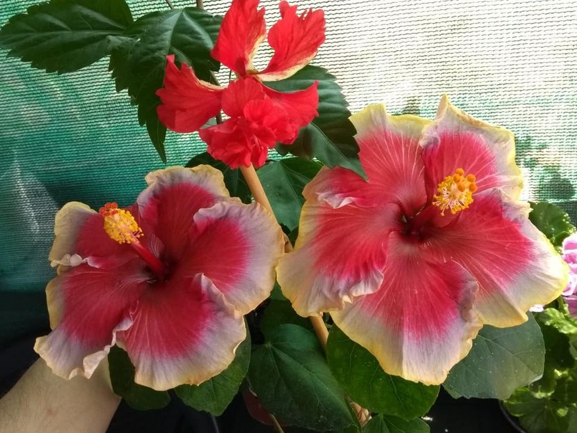  - 04Hibiscus