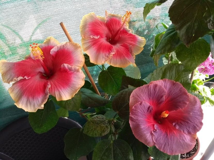  - 04Hibiscus