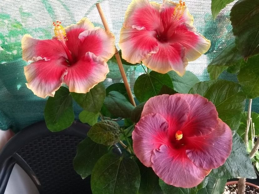  - 04Hibiscus