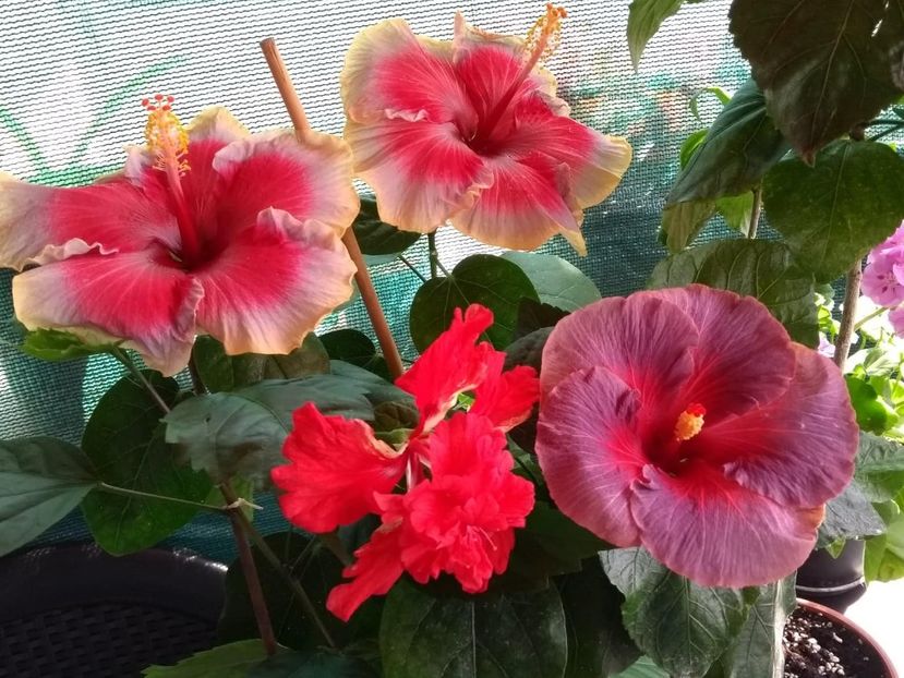  - 04Hibiscus