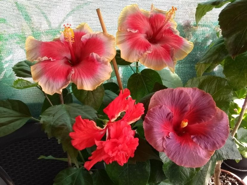  - 04Hibiscus