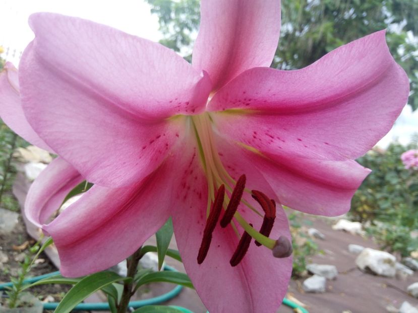 Provecho - A CRINI 2018