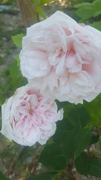  - Souvenir de la Malmaison