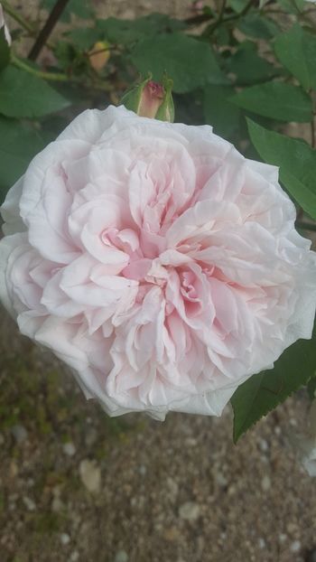  - Souvenir de la Malmaison