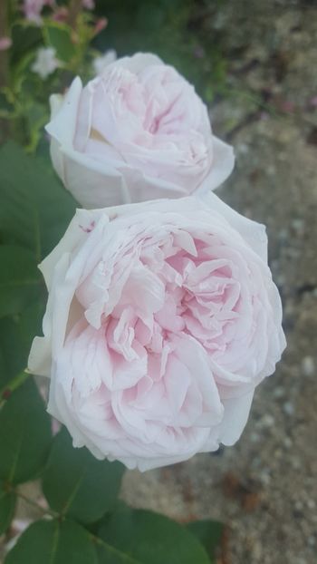  - Souvenir de la Malmaison