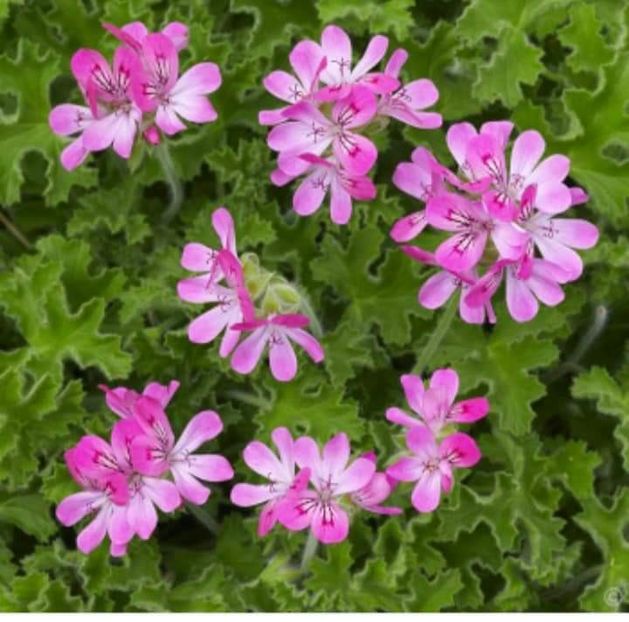 Pelargonium capitatum - Dorinte