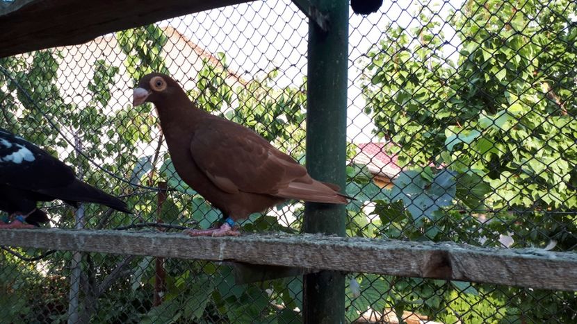 F - H3 _ tineret 2018