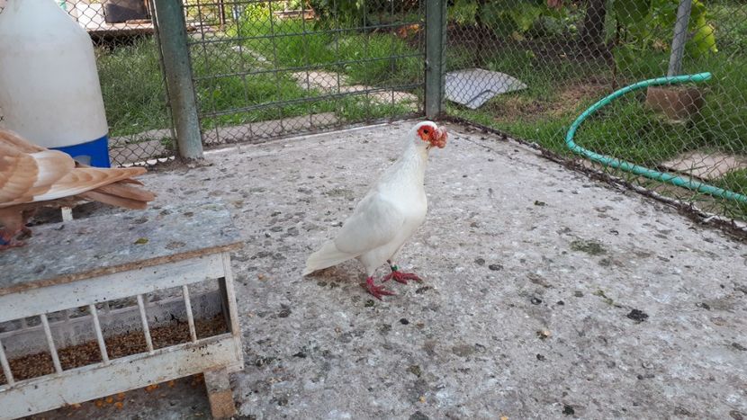 Barb original - H _ carunculați 2018