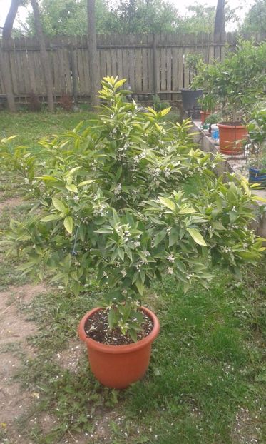 Citrus Clementina tardiv - Plantele mele 2018