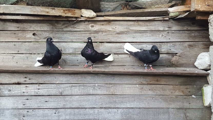  - 6-Negru Codalb Romanesc