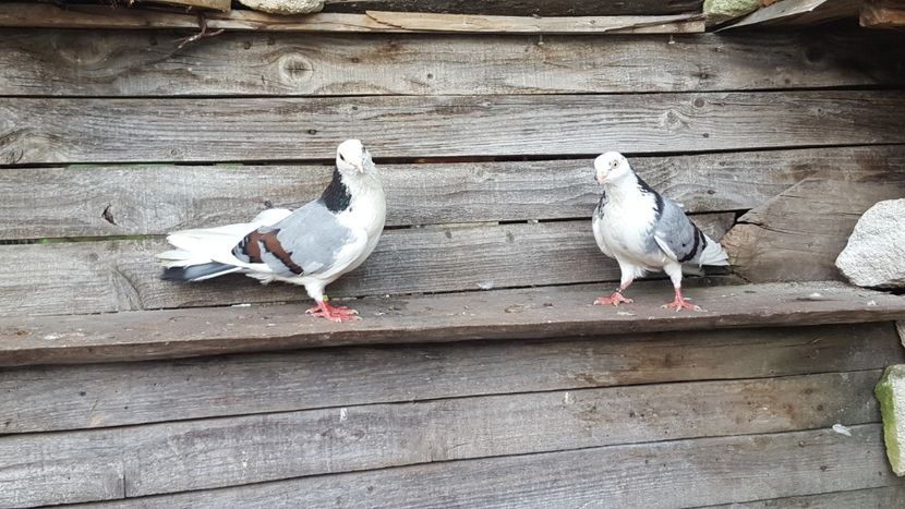  - 4-Jucatori de Galati