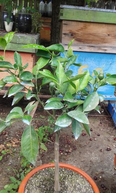 Citrus sinensis sanguinelli - Plantele mele 2018