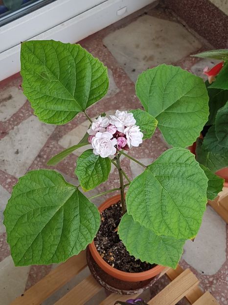  - Clerodendrum fragrans