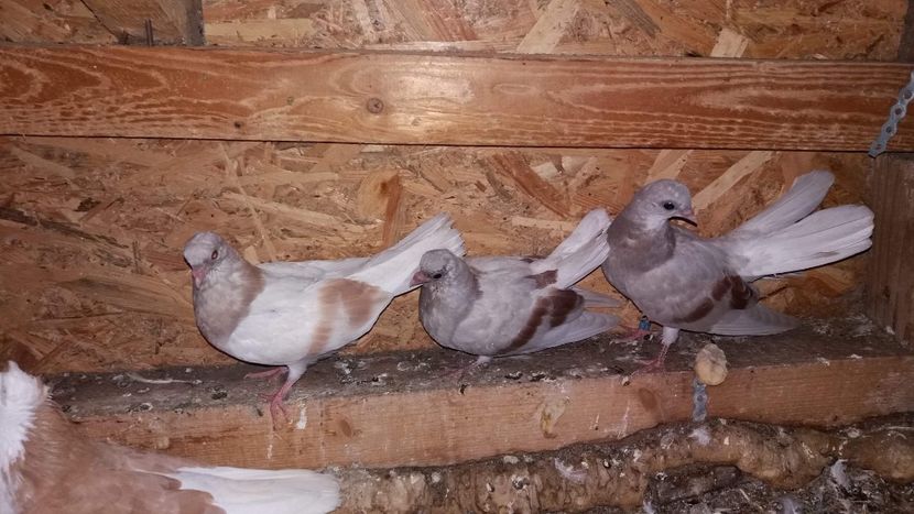 received_871134363076994 - 9-Dungat Romanesc