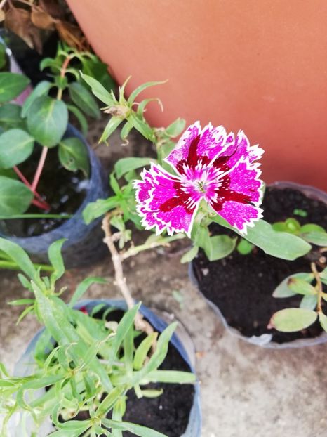 Garofite la ghiveci - Diverse