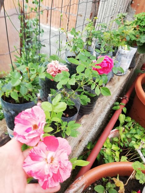 Necunoscut în doua tonuri de roz - Diverse