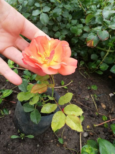 Westerland - Diverse