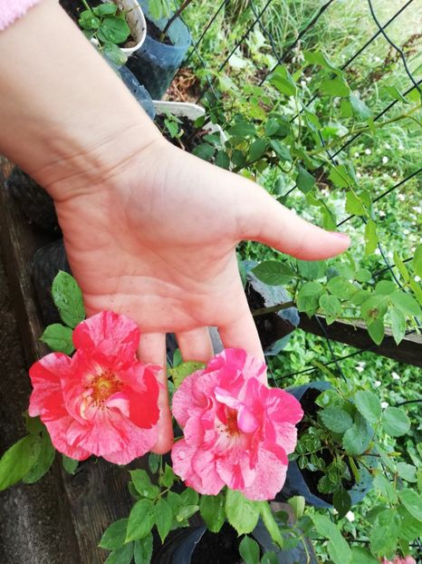 Necunoscut. - Diverse