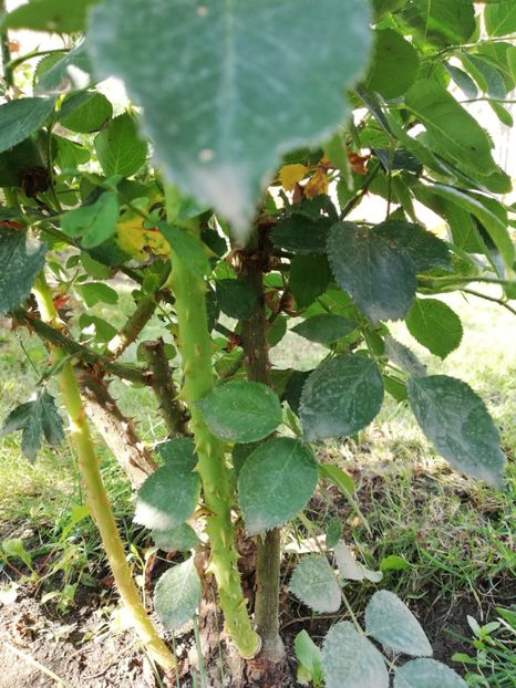 Lăstari noi - Diverse