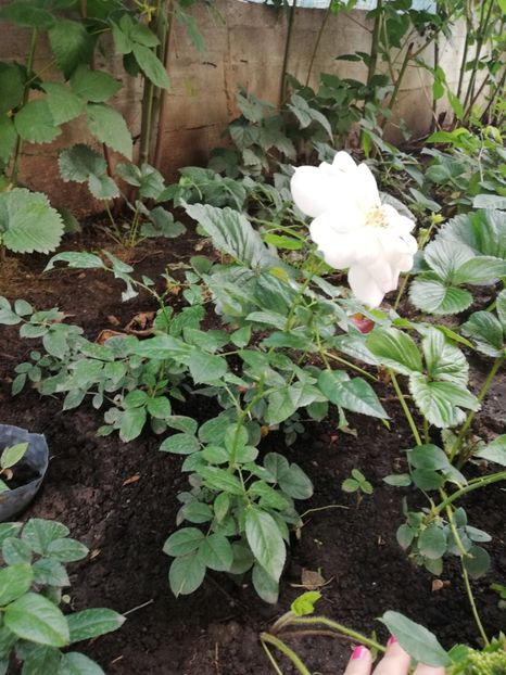 Uetersener klosterrose - Diverse