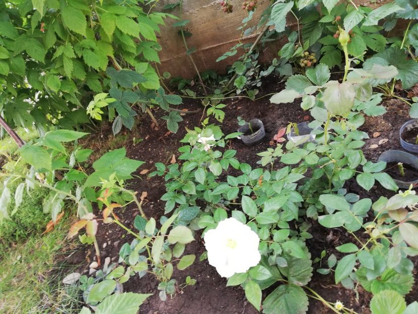 Uetersener klosterrose - Diverse