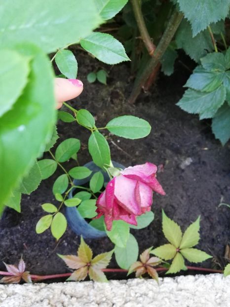 Burgundia ice - Diverse