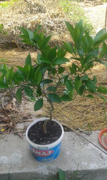 Citrus sinensis cara cara - Plantele mele 2018