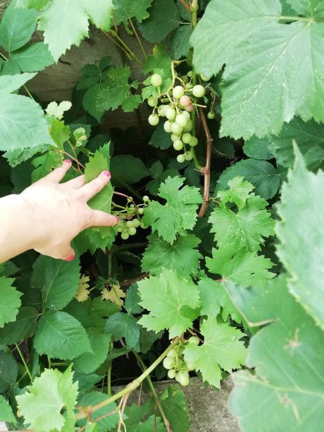  - Arbusti fructiferi si capsuni