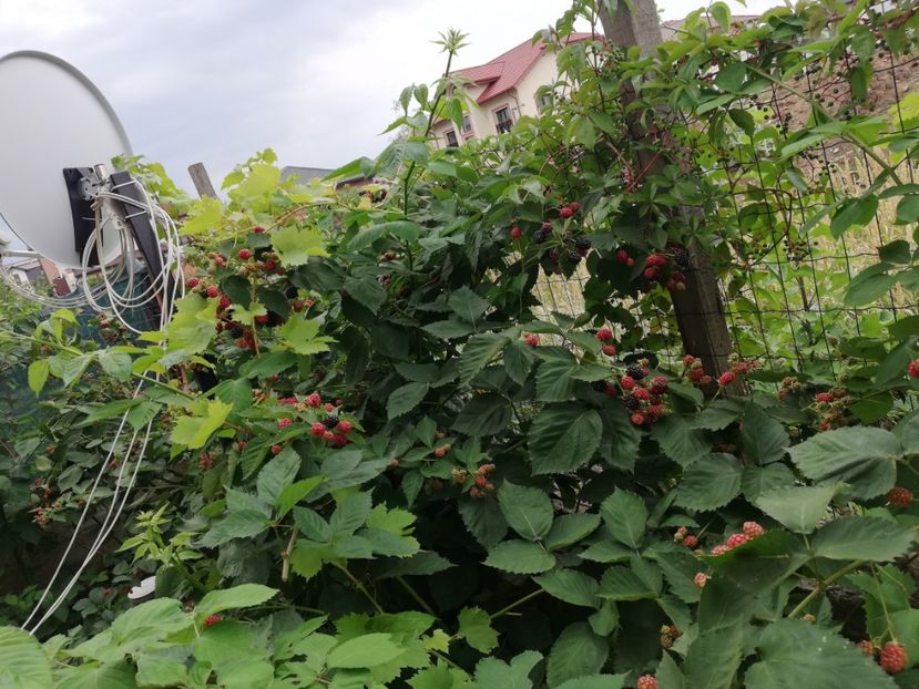  - Arbusti fructiferi si capsuni