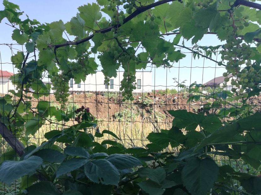  - Arbusti fructiferi si capsuni