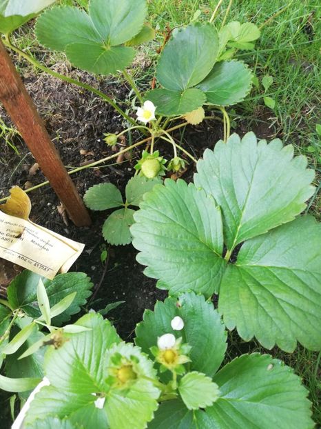  - Arbusti fructiferi si capsuni