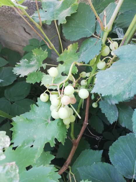  - Arbusti fructiferi si capsuni